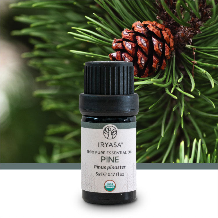 Organic Pine Essential Oil 5ml