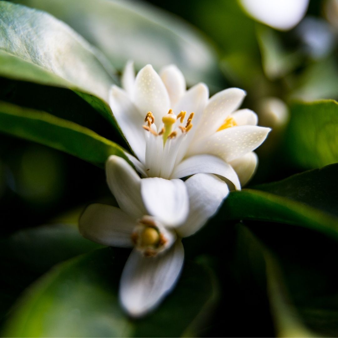Neroli Essential Oil to reduce wrinkles, promote a healthy skin complexion and reduce digestive discomfort