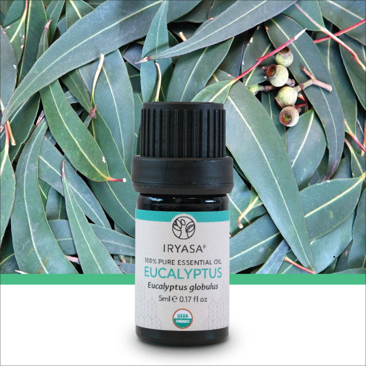 Organic Eucalyptus Essential Oil 5ml