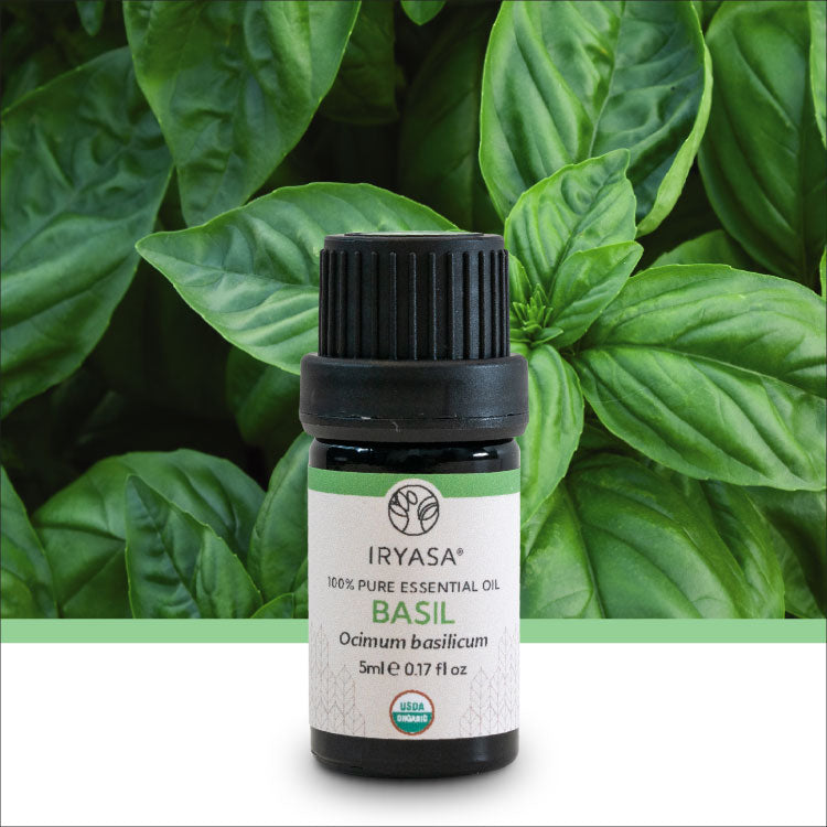 Organic Basil Essential Oil 5ml