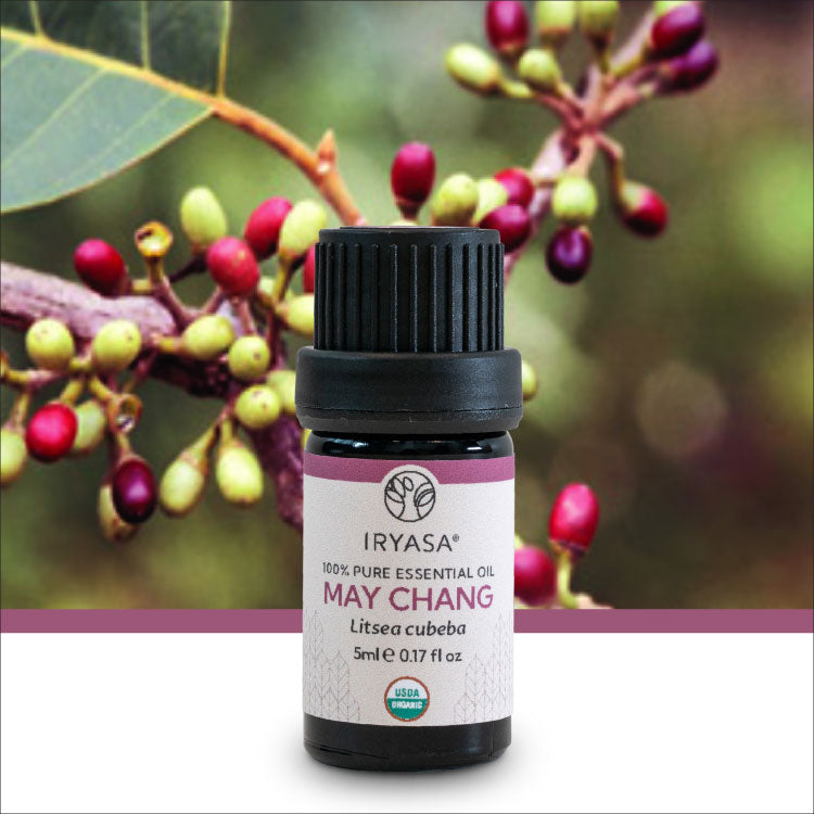 Organic May Chang Essential Oil 5ml