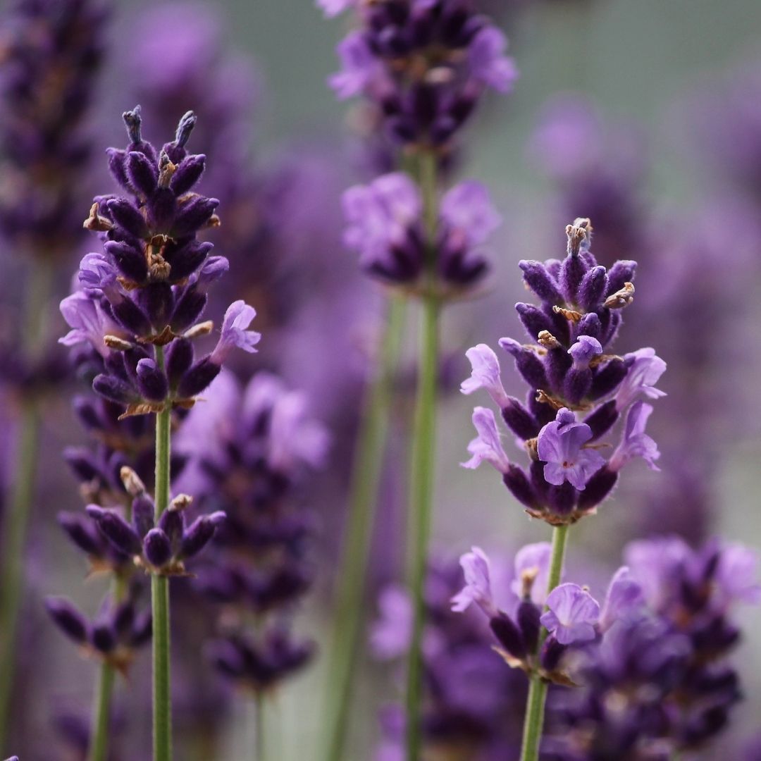 Relaxing and calming Lavender Essential Oil for a restful sleep