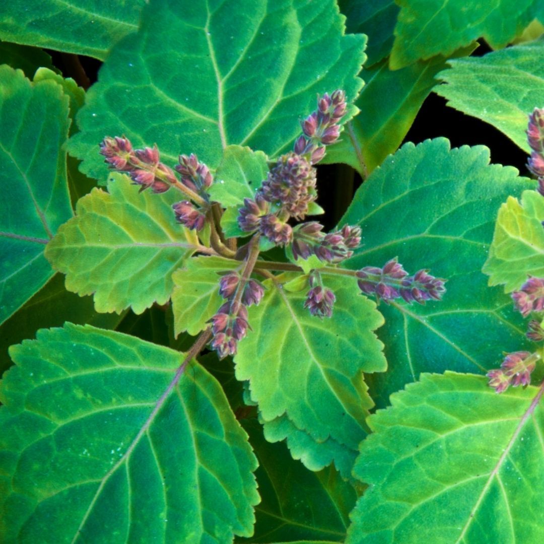 Patchouli Essential Oil to promote healthy skin and reduce scars, marks & sagging skin
