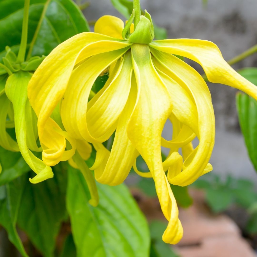 Ylang Ylang Essential Oil to release negative emotions and create a calming, joyful atmosphere
